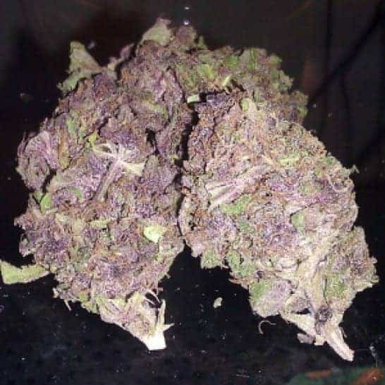 Buy Purple Haze in Fiji.